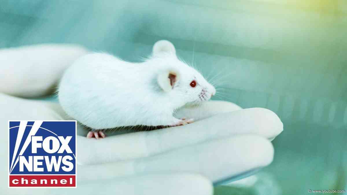 ETHICS CONCERNS: Stanford researchers spark concern after transplanting human brain tissue to mice