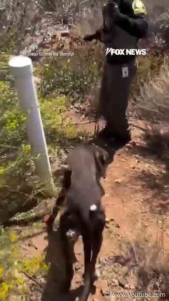 WATCH: Officers RESCUE dog trapped in cactus patch #shorts #foxnews #news #us