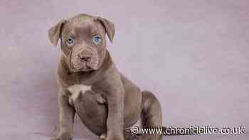 Major November law change for thousands of UK dog owners