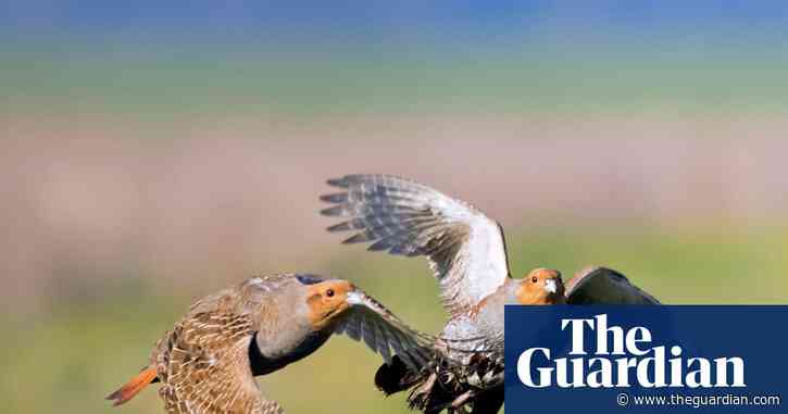 Country diary: The biggest burst of partridges I’ve seen on the farm. We must be doing something right | Colin Chappell
