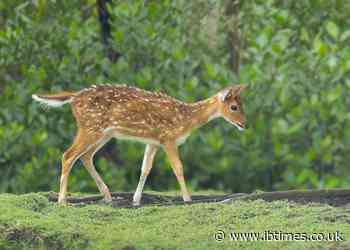 Maryland Hunter Arrested for Killing Mom of Five After Allegedly Mistaking Her for a Deer