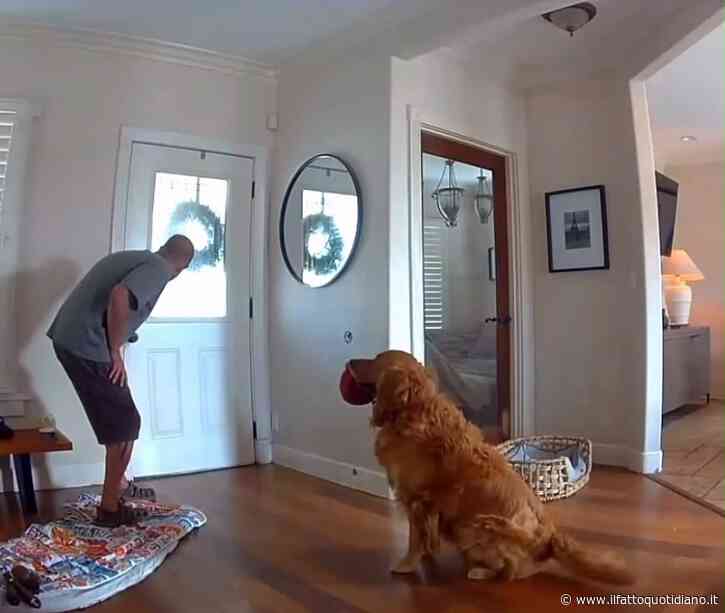 “È il peggior cane da guardia”: un ladro entra in casa mentre i proprietari sono via, il golden retriever lo accoglie portandogli la palla per giocare