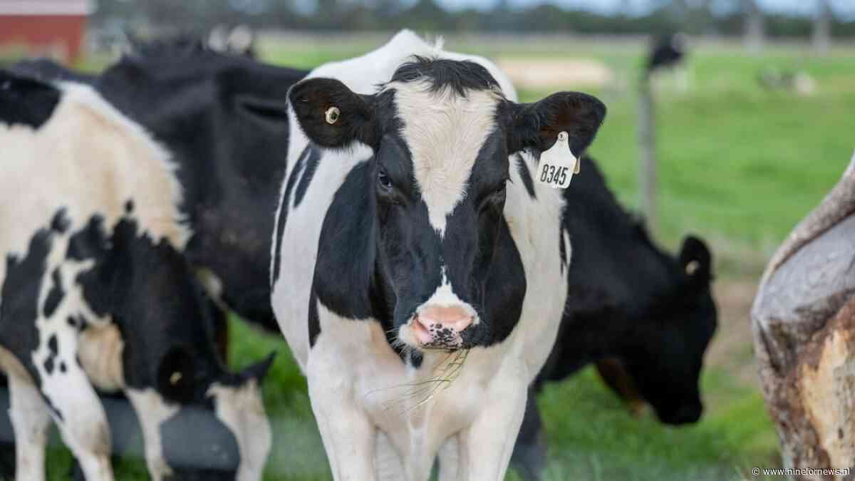 70 procent minder stikstof, maar nog altijd ‘piekbelaster’: boer Ben is er klaar mee
