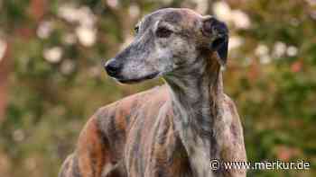 Der Galgo Español: Diese Hunderasse kann bis zu 70 km/h schnell werden