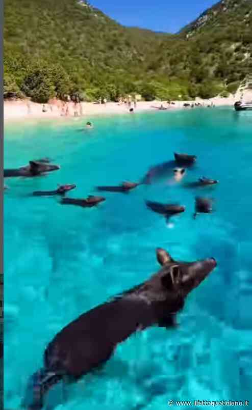 “Ennesima idiozia, si rischiano leptospirosi e infezioni. Quell’acqua è contaminata da feci e urina degli animali”: l’ira di Bassetti per “Pig Beach”, l’isola dove si nuota tra i maiali