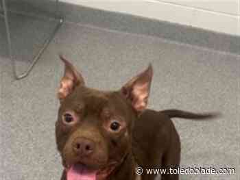 Dogs for adoption: 9/20