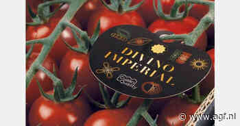Nieuwe kas en belichte teelt voor Spaanse tomatenteler