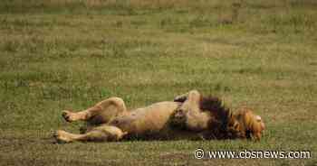 10 lions found dead in suspected poisoning at wildlife reserve
