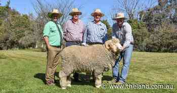 Boorowa stud hits $8000 peak as 92 Merino rams sell to strong demand