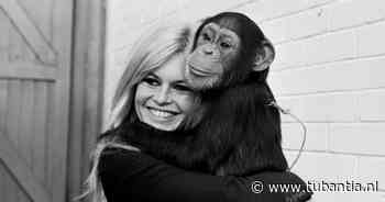 Echtgenoot Brigitte Bardot kwaad over veiling van haar ondergoed: ‘Belediging voor haar nalatenschap’