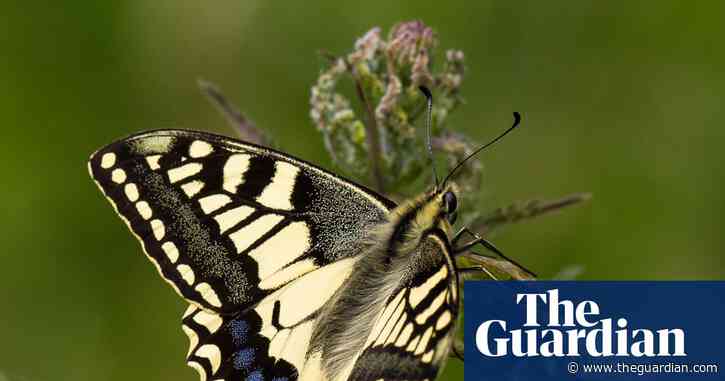 Tree vaccines and gene-edited butterflies among biotechnology projects funded by UK ‘invention agency’