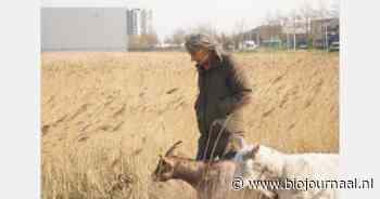Documentaire over Lutkemeerpolder wordt vertoond in New York