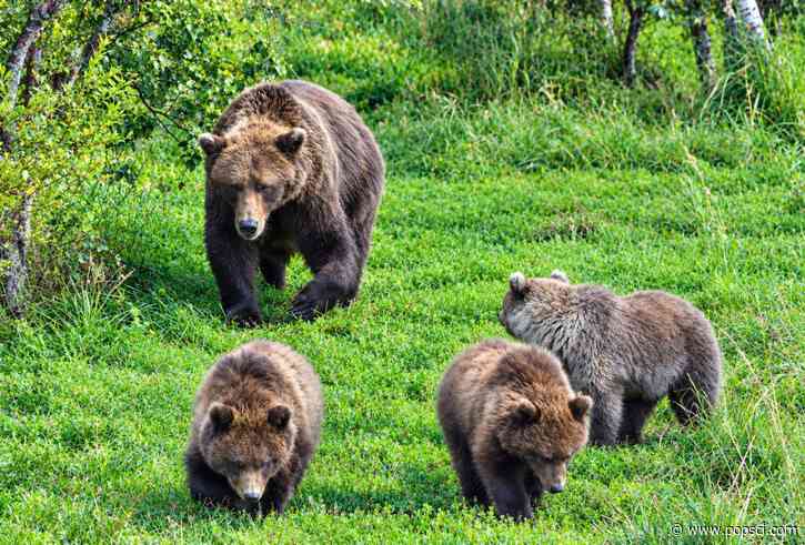 Mama Bear #132 has one of Fat Bear Week’s most compelling stories