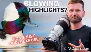 How to Expose Birds When the Light Won't Cooperate