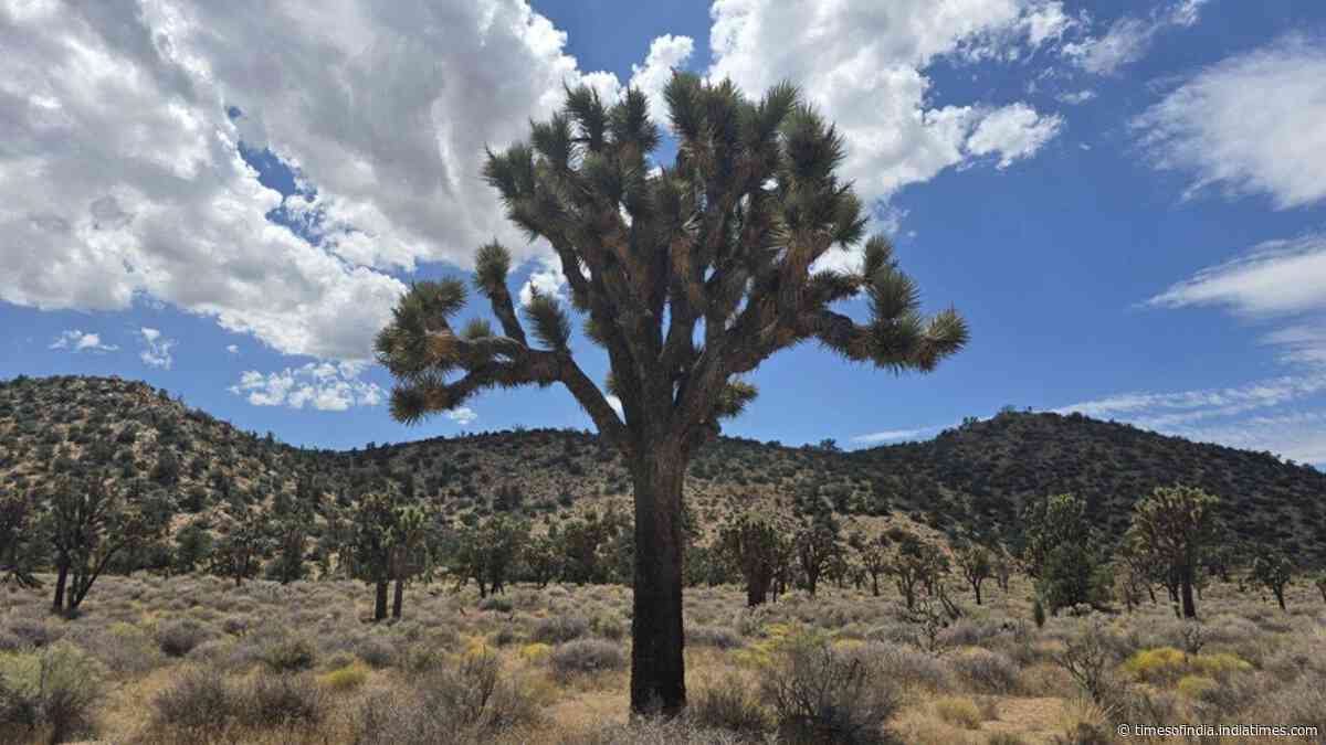 California acquired 640 acres near Pioneertown for Joshua tree conservation; tribal plans ahead