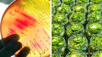 Jalapeño-Rückruf in den USA: Hunderte Erkrankte – diese Produkte sind betroffen