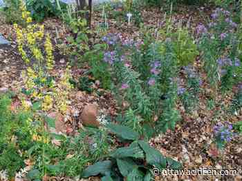 In the garden: Leave the leaves to nurture nature