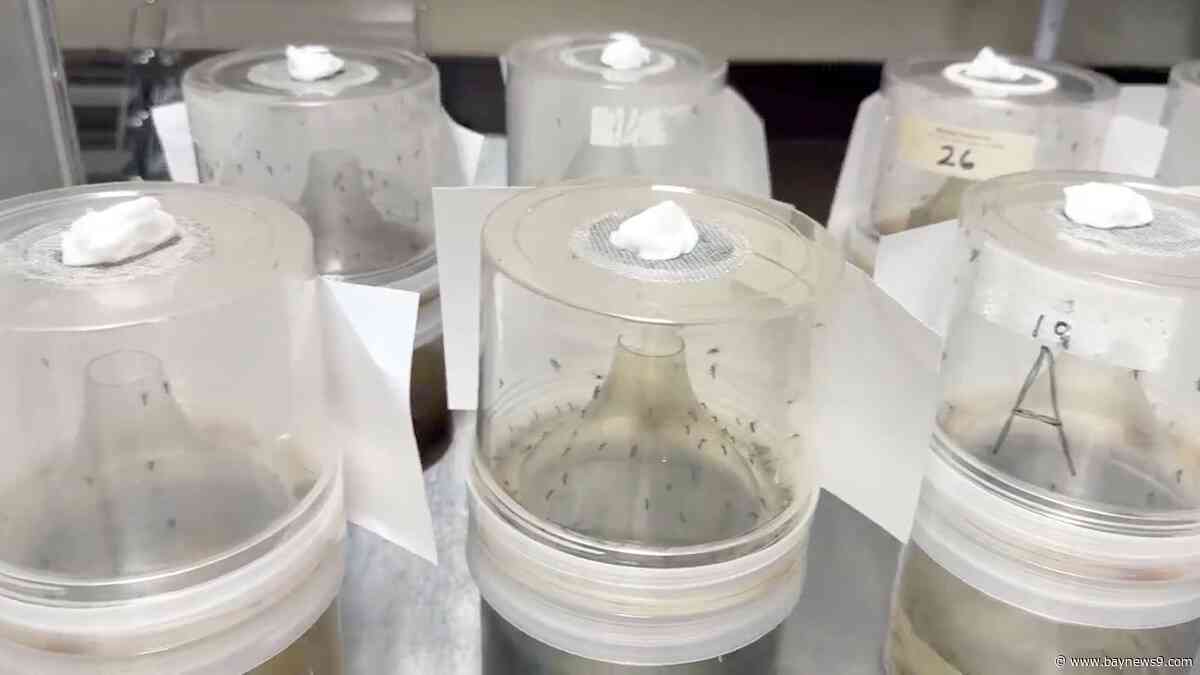 Hillsborough County reports drop in dengue-positive mosquito pools, but urges continued precautions