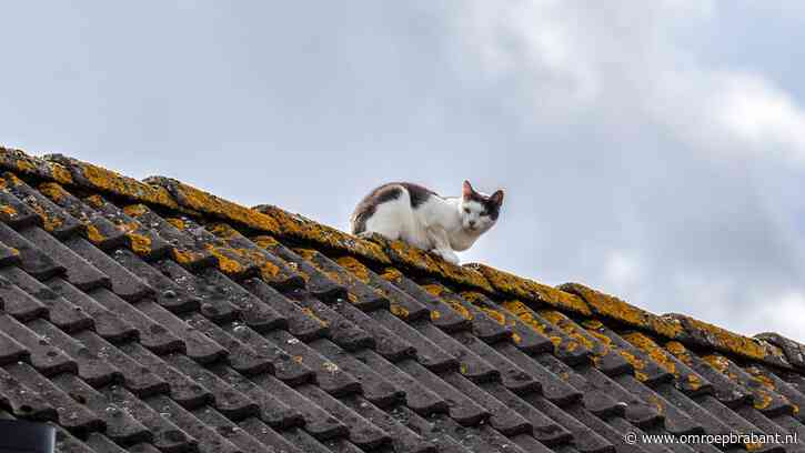 Kat zit vast op dak in Sint Willebrord, brandweer komt helpen