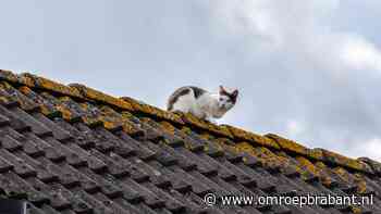 Kat zit vast op dak in Sint Willebrord, brandweer komt helpen