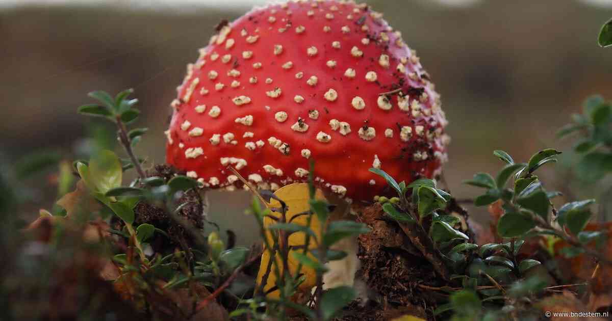Paddenstoelenwandeling vertrekt bij Ossekopke in Rucphen