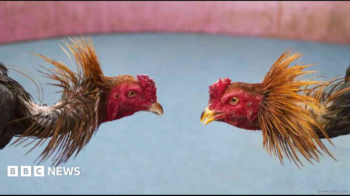 Eight men charged in cockfighting investigation