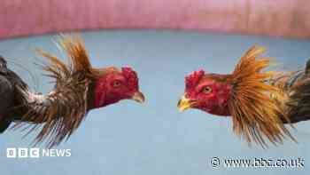 Eight men charged in cockfighting investigation