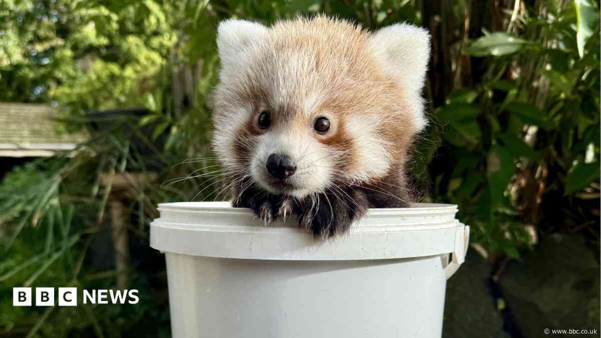 In Pictures: Baby pandas and charity abseilers