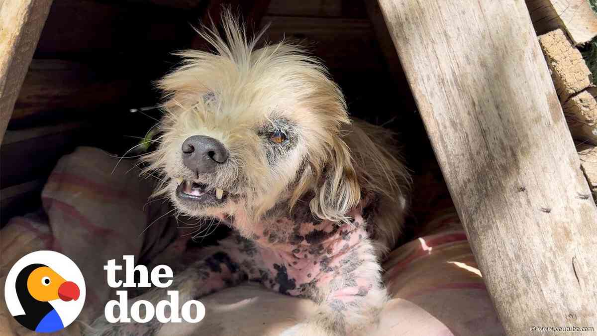 Rescuers Keep Coming Back For This Very Spicy Senior Dog | The Dodo