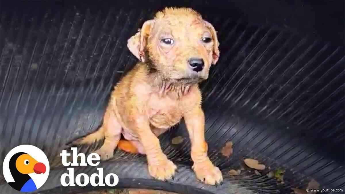 Puppy Found Living In A Tire Turns Into The Wiggliest Little Guy | The Dodo