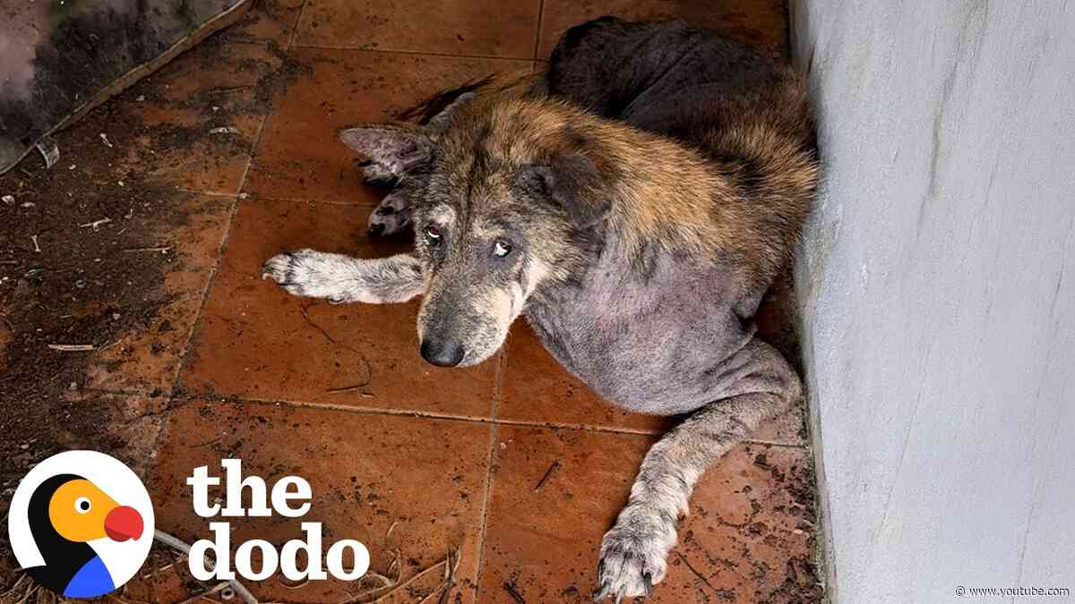 Abandoned Dog Wastes Away Waiting Until Someone Changes His Life | The Dodo