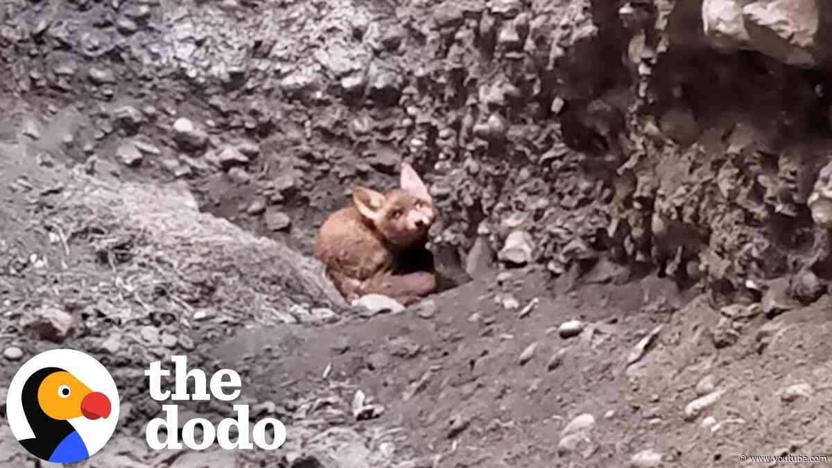 Baby Fox Trapped 10 Feet Underground Is Nearly Impossible To Reach | The Dodo