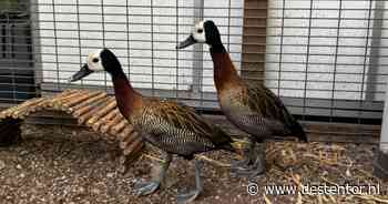 Wingwangfluiteenden Pippa en Pebbles zoeken samen een thuis met zwembad
