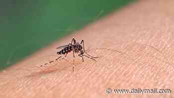 Mosquitoes carrying 'breakbone fever' virus expand their reach into US... as outbreak with horrendous symptoms turns deadly