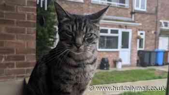 'We just want justice for Max' - Police probe after tail of missing cat posted through owners' letterbox