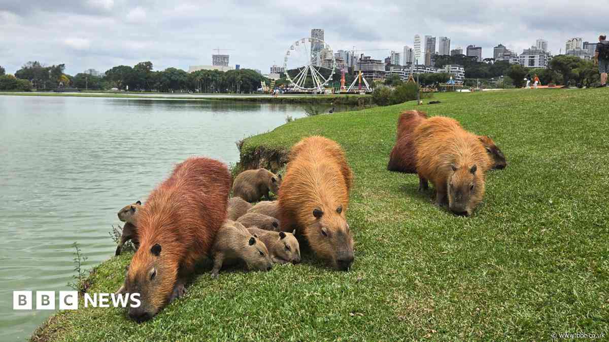 I loved capybaras before they were viral - I'm so glad they're having a moment