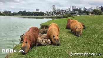 I loved capybaras before they were viral - I'm so glad they're having a moment