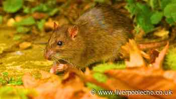 Rats will stop sheltering in gardens if you grow 1 common plant they ‘can’t stand’
