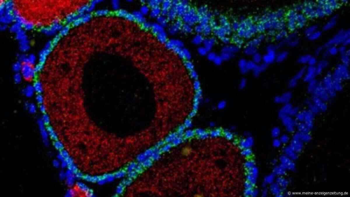 Wenn der Körper die eigene DNA bekämpft: Forscher stoßen auf Ursache vorzeitiger Alterung