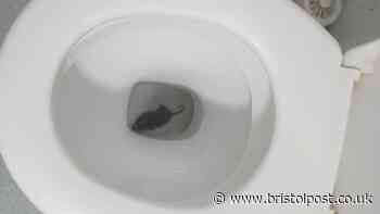 Bristol mum tells of horror at finding rat in her toilet bowl