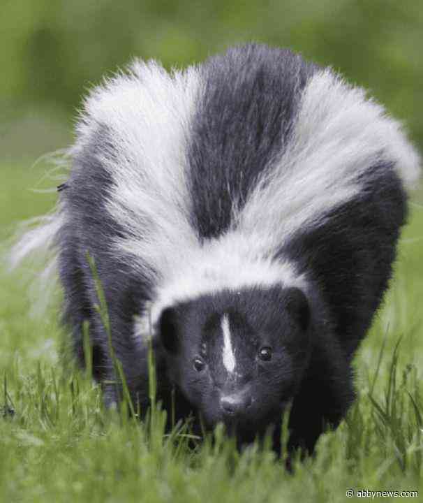 Skunk in the Kootenay Lake region tests positive for rabies