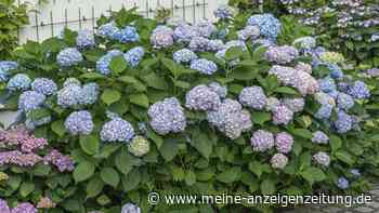 Hortensie teilen und verjüngen: Wann, wie und bei welchen Arten es funktioniert