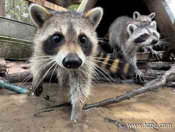 Raccoon boot camp teaches orphaned kits survival skills in Mississippi
