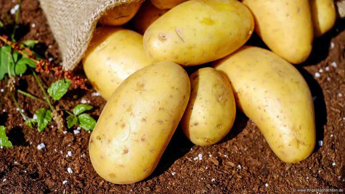 Kartoffelpreise heben ab: Kartoffel-Schock: Preise explodieren - aber die Börse hat den Future abgeschafft