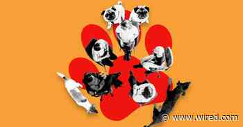 Welcome to Dogs Anonymous, the Online Support Group for Pet Owners on the Brink