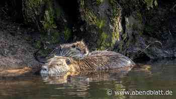 Schwanzprämie ein Erfolg: Aber wie funktioniert die Nutria-Jagd im Wohngebiet?