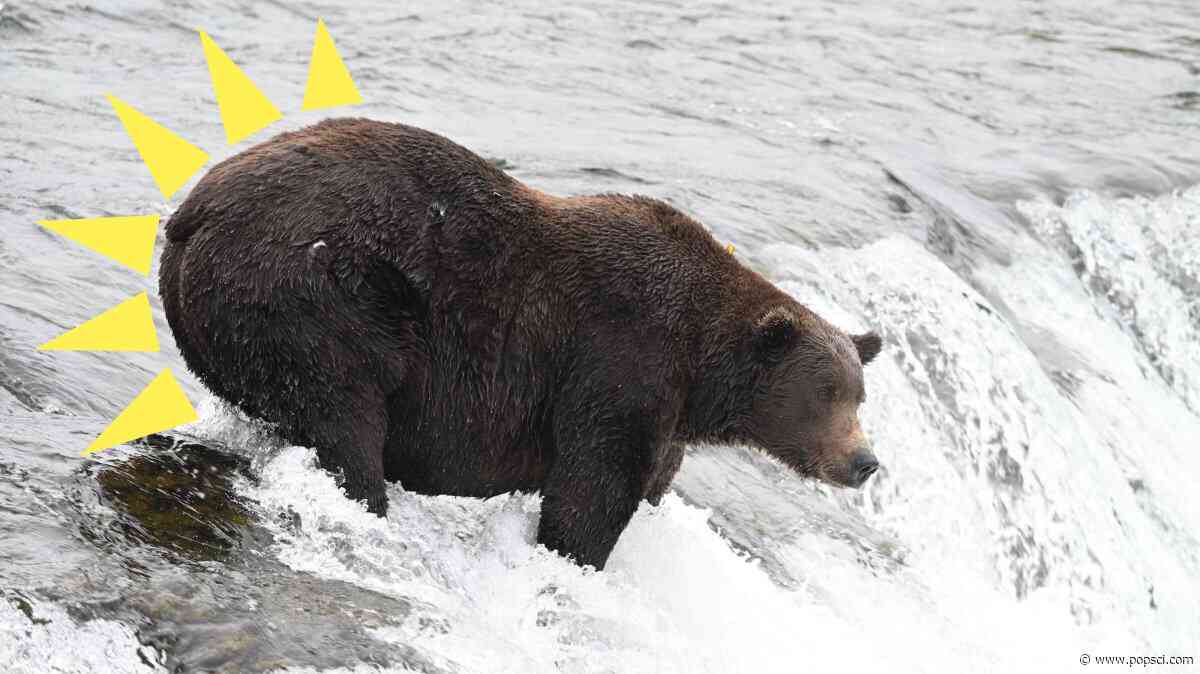 Walker and his big booty fight for Fat Bear Week glory