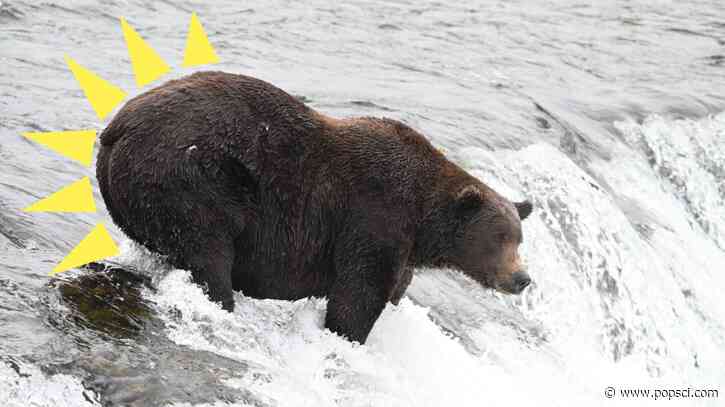 Walker and his big booty fight for Fat Bear Week glory
