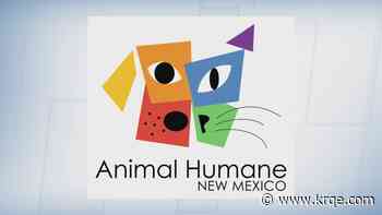 Team cat or team dog? Cast your vote with Animal Humane New Mexico