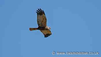 Protected bird of prey shot and put down after lying injured for days